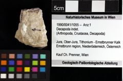 Foto (Objket + Etiketten) von Decapoda indet. 